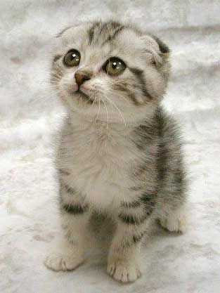 cute - kitten cute