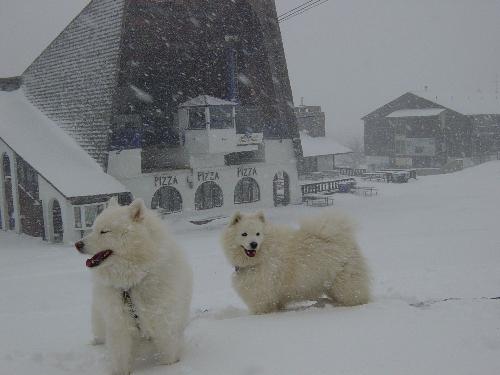 snow dogs - snow dogs in the snow :