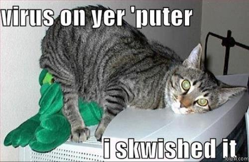 cute cat - cat on com