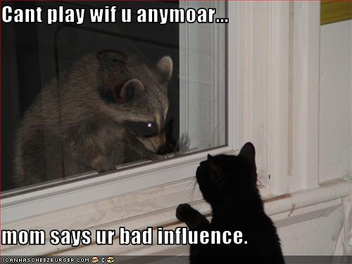 cat and raccoon - raccoon and a cat