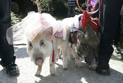 happy wedding - one happy pig wedding! :)))