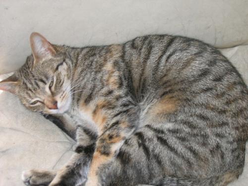 My cat - Funny cat