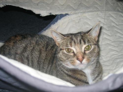 My cat - My funny cat she is 3 years old.