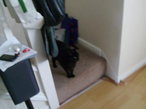 Blurry picture of Lily - Well i know this is far from perfect as a picture, but it is really hard to get good quality pictures of ever moving cats - perhaps i should stalk her when she's sleeping :