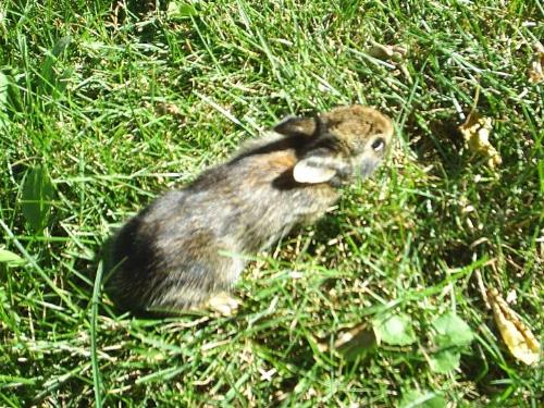 photography - An adorable bunny my cat tried to kill! Grr! Bunny survived, no worries!