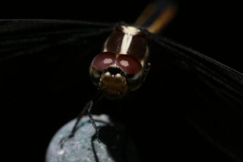 photography - A close-up of a dragonfly, pretty cool right!?
