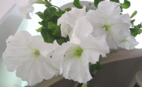hydroponic petunias - Petunias and marigolds are the only plants that attract pests when I grow them indoors in water.