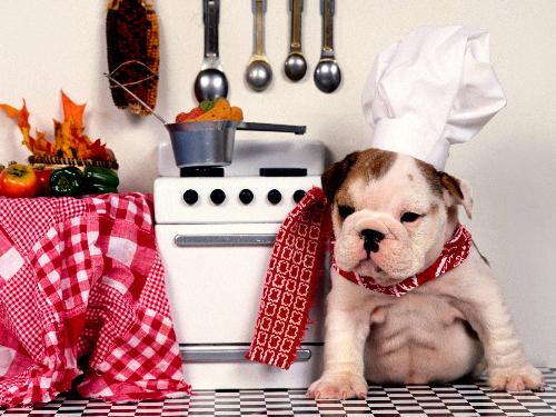 Cute Dog - chef dog photo