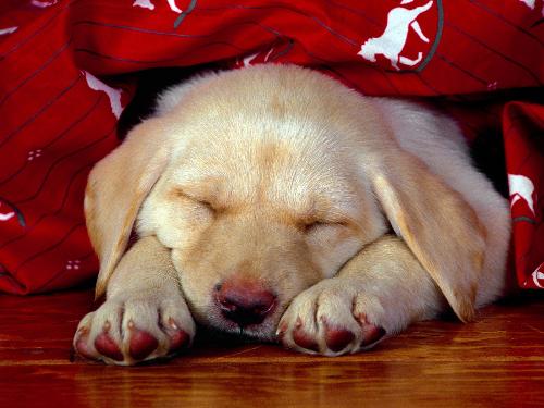 Cute Dog - dog of cute