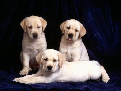 Cute Dog - three cute dogs