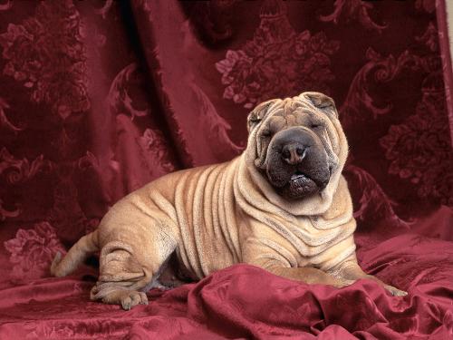 Cute Dog - dog of cute