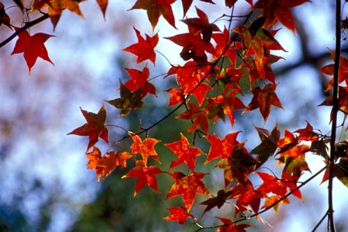 flowers - falling leaves