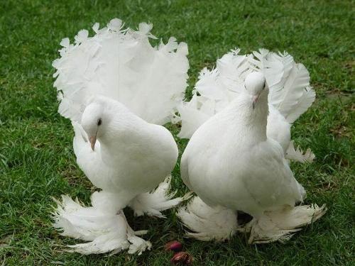 Masakali - pigeon breed name masakali