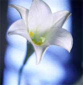 Spirituality - Those who practice spirituality they are as pur as the Lily flower