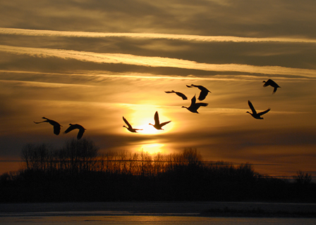 Sunset - Birds flying in the sunset, a symbolism of life. The end of the day.