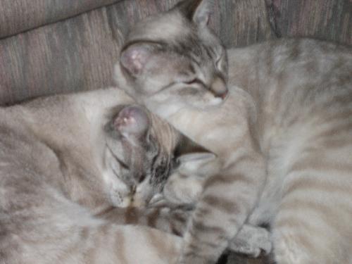 Jenna & Jackson - My little honkasians :)
