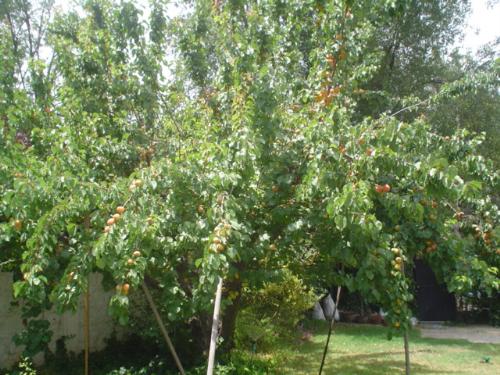 My apricot tree - This picture was taken 2 years ago. After that we had to prune it a bit because I was afraid that the tree would break with the weight of the fruit.