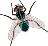 Fly - Fly on the wall