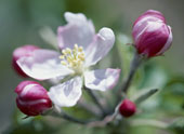Life - This is a flower of an apple which will come alive into a lovely apple