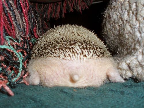 so cute!! - Have you ever seen a hedgehog's tail???