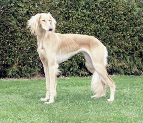 Saluki - One of my favorite breeds, this breed is said to be one of the oldest in the world. They originated in the Middle East, from the Bedouin tribes that use them for hunting They are considered very valuable by their masters. A very graceful breed.
