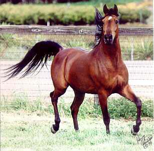 Another picture of a very beautiful horse! - This horse looks really beautiful and graceful in this photo.