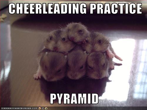 hamster spirit! - Haha, these adorable hamsters are in the middle of a cheer-leading practice.