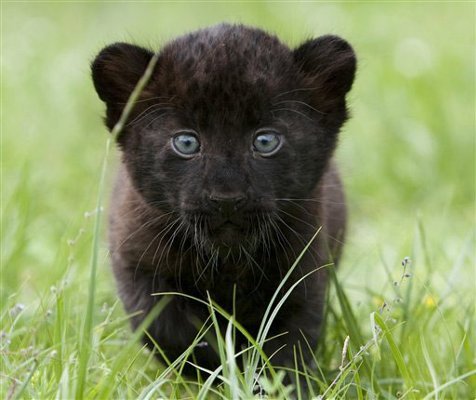 Panther - This is a cute pic of a baby panther