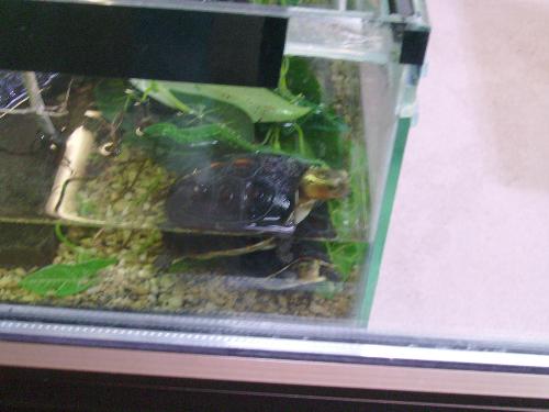 Turtle in the water tank - Well you can see a nice turtle here, of course it is a water specific turtle :P