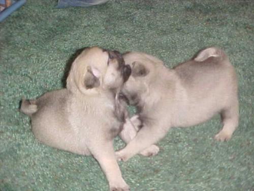 dogs - Two little girl doggies just playing.