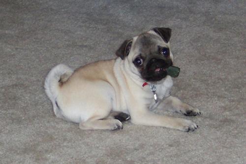 dogs - My sister's dog.
