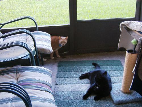 Precious and little Bit. - Here is a good picture I found of my two oldest cats Precious and Little Bit. Little Bit being black is a difficult cat to get a photo of. However, I found this one I had taken of them on the portch. Had Precious (the one in orange) realized I had my digital camera out, he would have tried to pose for the camera. I think this picture turned out real well though. It looks more natural seeing him looking at me when the picture was taken. I had to move fast though because Little Bit (the black one obviously) doesn't like the sound of the camera clicking.
