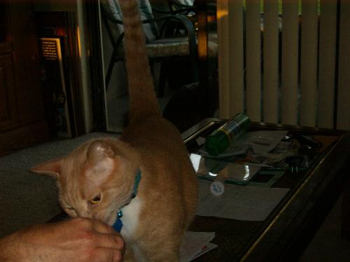 Precious being Precious - Here is a picture of Precious checking out George's hand. He can be so cute when he wants to be. I don't think he even relized iI took the picture. Precious could be like that sometimes. Of course this was taken years ago. Not that many, but I have more recent pics on my camera phone I still have yet to upload.
