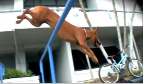 Roxy the parkour dog! - the dog in the image is leaping over a two railings in one, as part of her parkour antics
