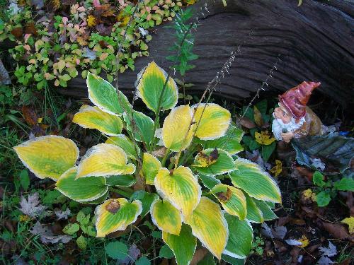 Fall Color 13 -  Crow River in the fall of 2009.