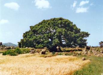 Tree - Big tree,long life