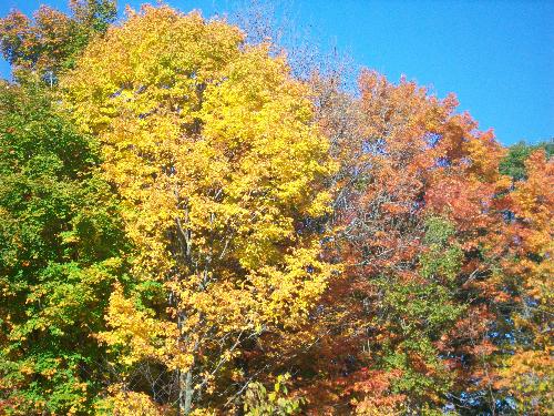 Fall Color 17 -  Crow River in the fall of 2009.