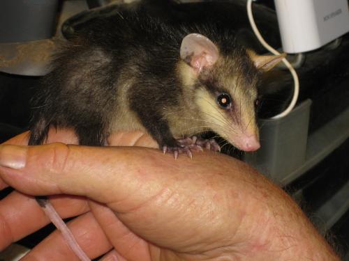 Opossum - This is a baby opossum I found a few months ago on my bedroom curtain. I was about to go to bed and to close my curtain and saw this fuzzy little guy. I have no idea whatsoever how in the world he got there. We kept him for a couple months, thinking he was too young to make it on his own, feeding him and the like. He grew super fast and we gave him to someone who said that they would release him when he is old enough.  I'll sure miss that little guy.  And no, that is not my hand.