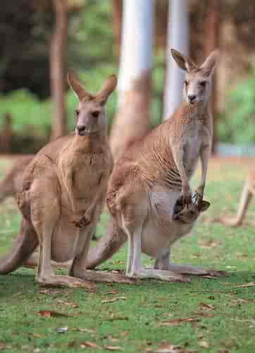 Family - We can learn a lot from animals how they go about their family life