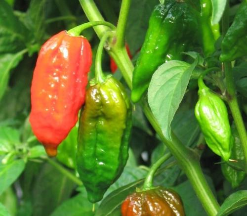 chilly - The hottest chilly in the world!
