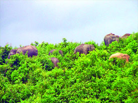 Wild elephants are destroying fruits gardens. - Trees of the forests are being demolished by men. So the wild animals are coming in human habitations in search of food. Wild animals are also being killed by men. So natural imbalance is creating. The consequence will be dangerous for our future generation.