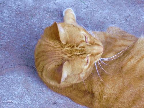 Cat - Cat, red cat, lazy cat