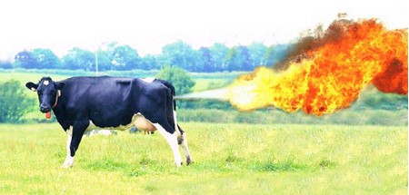 Cow's farts can be deadly - This picture describes just how much gas a cow has in its farts.