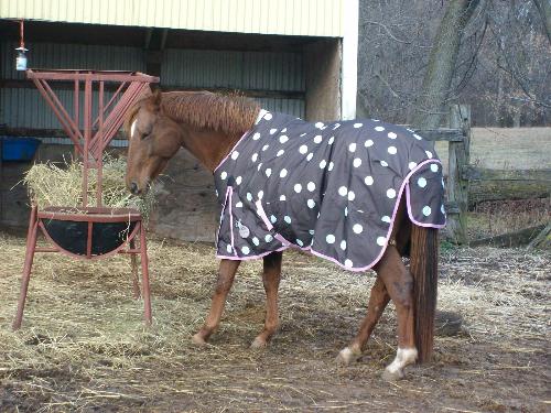 Rosie&#039;s blanket - Rosie is wearing a poka dot winter blanket. I have no idea where her owner bought it but I never one in that style before!