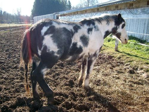 Danny - Danny is a Medicine Hat pinto color. His a pony/clyesdale cross.