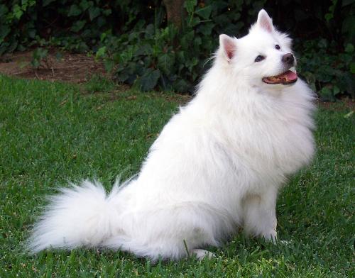 dog - white dog