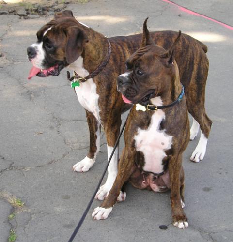 dog - dog Boxer