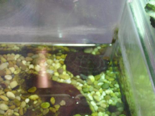 Turtle in the water tank 2 - Well here is another turtle in it's water tank.