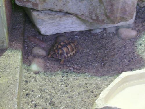 Turtle in the sand - Well this is a new location for a turtle, i mean in the photos i uploaded so far.