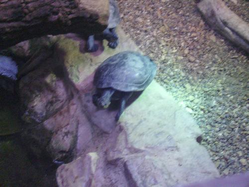 Turtles on a rock - Well they didn't like the sand or the water at the moment, so they chose this rock as a sitting place.
